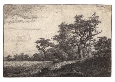 Radierung von Baum und Getreidefeld von Jacob van Ruisdael